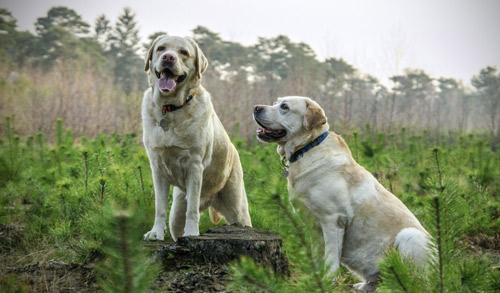 Labrador-bag-your-pet