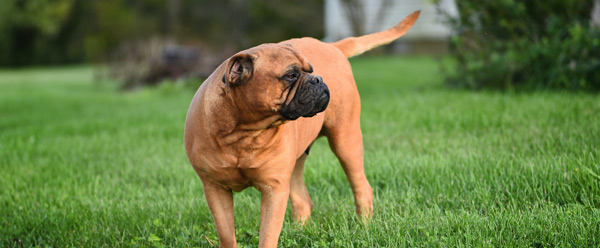 guarding-dogs-bag-your-pet