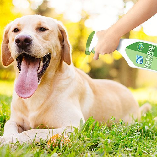 natural flea spray for dogs 