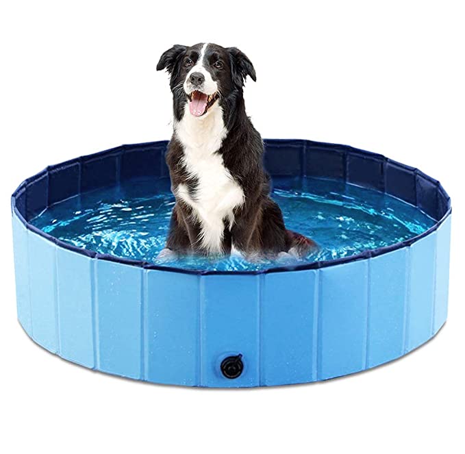dog in a pet pool