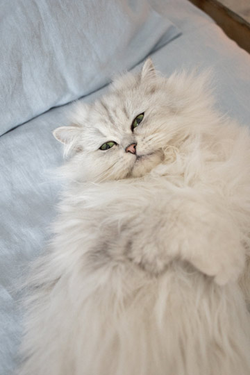 persian-cat-price-in-chennai