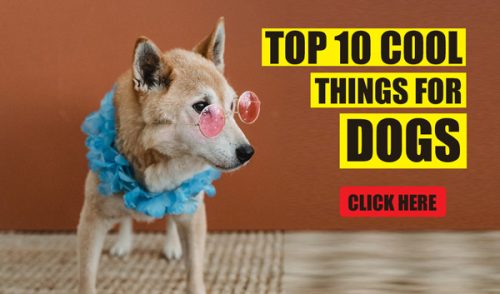 cool-things-for-dog